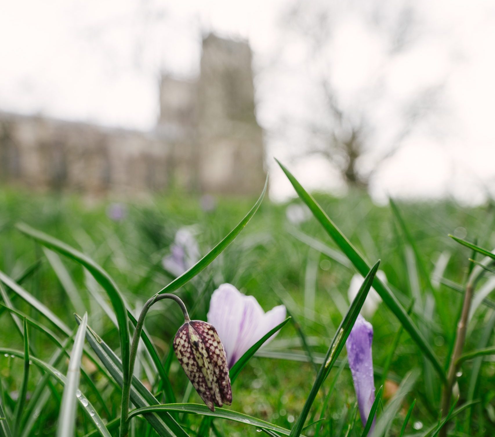 A flower blooms in the foreground, with York Minster is out of focus in the background.