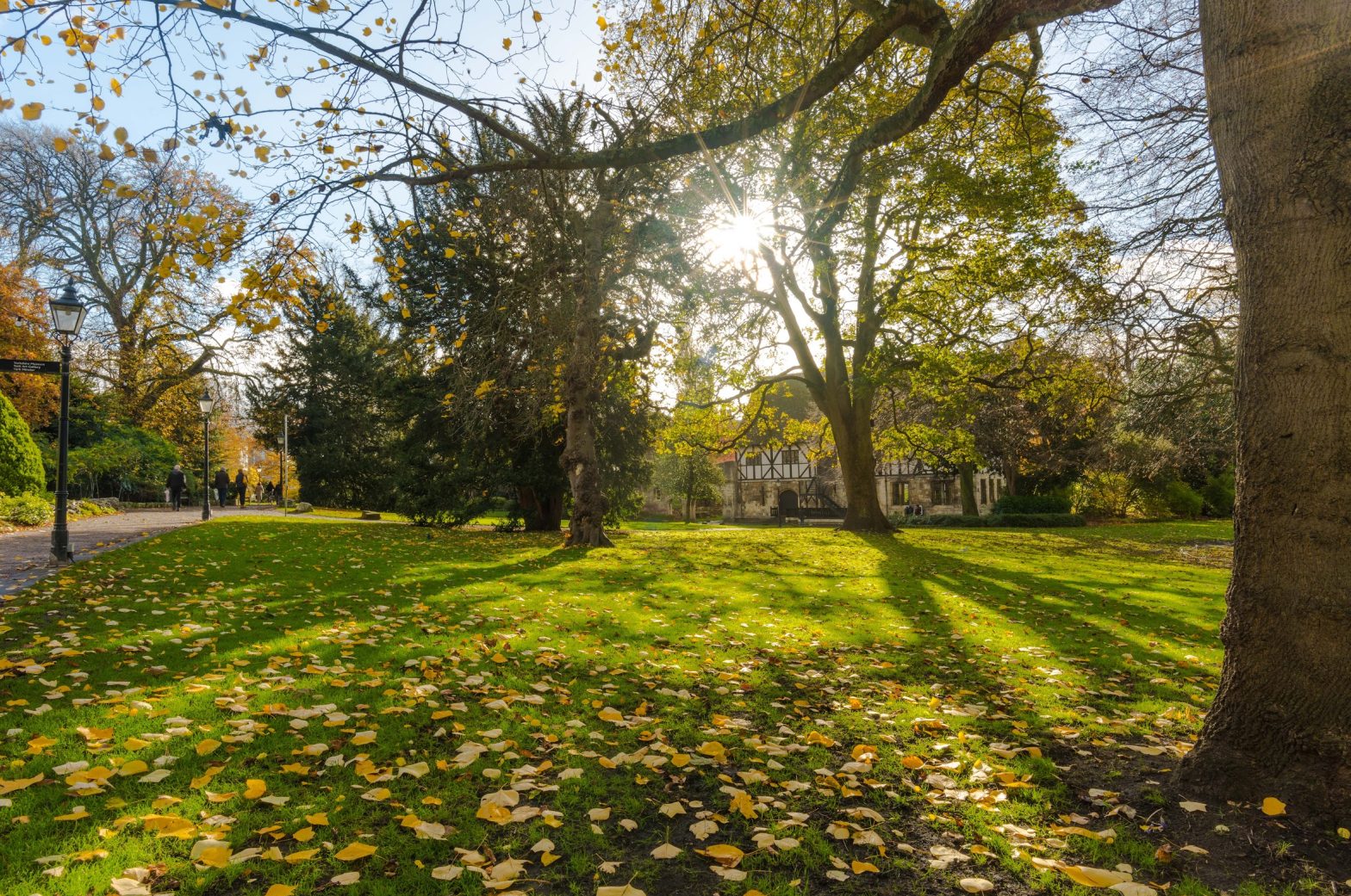 A green park with autumn leaves on the ground and trees in the background