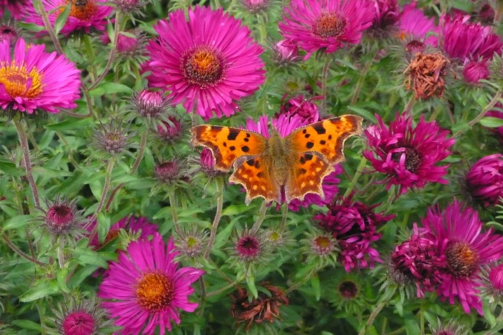 An orange butterfly resting on some purple flowers.