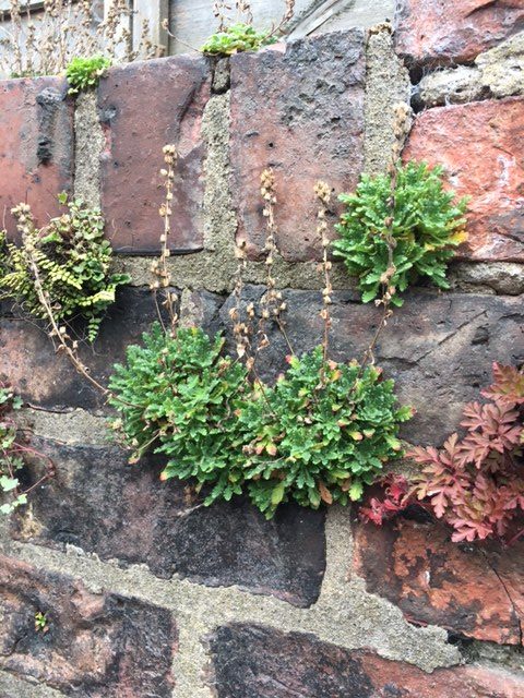 A wall with green plants growing from between the bricks