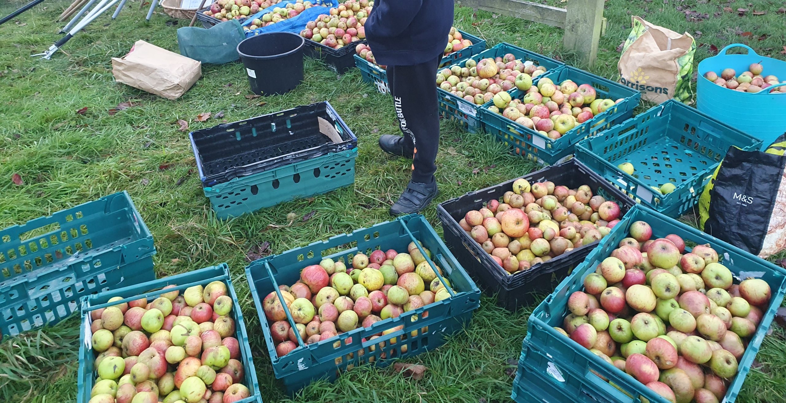 Apples in crates
