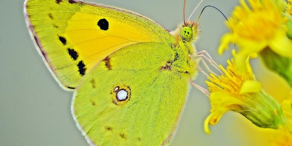A yellow butterfly on a yellow flower