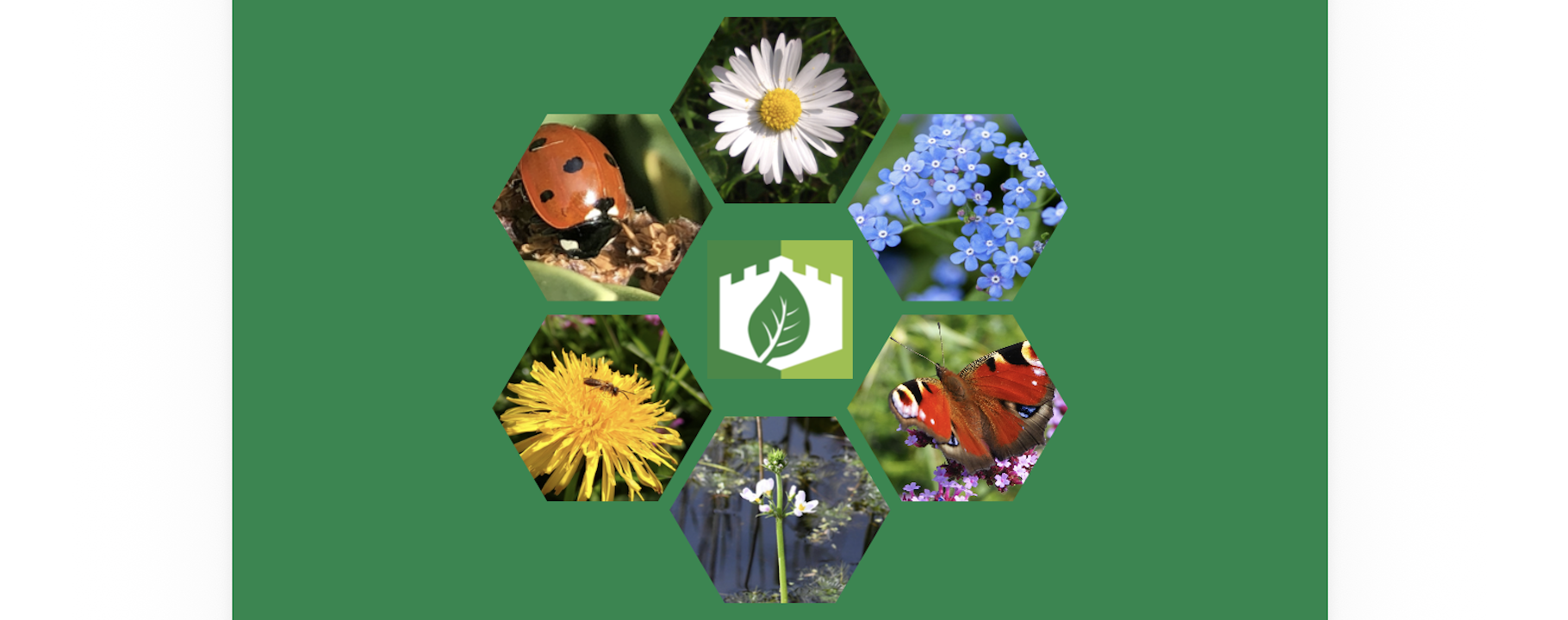 Green background with 6 hexagonal picture in a circle. Four contain flowers, one is of a butterfly, and the last is a ladybird.