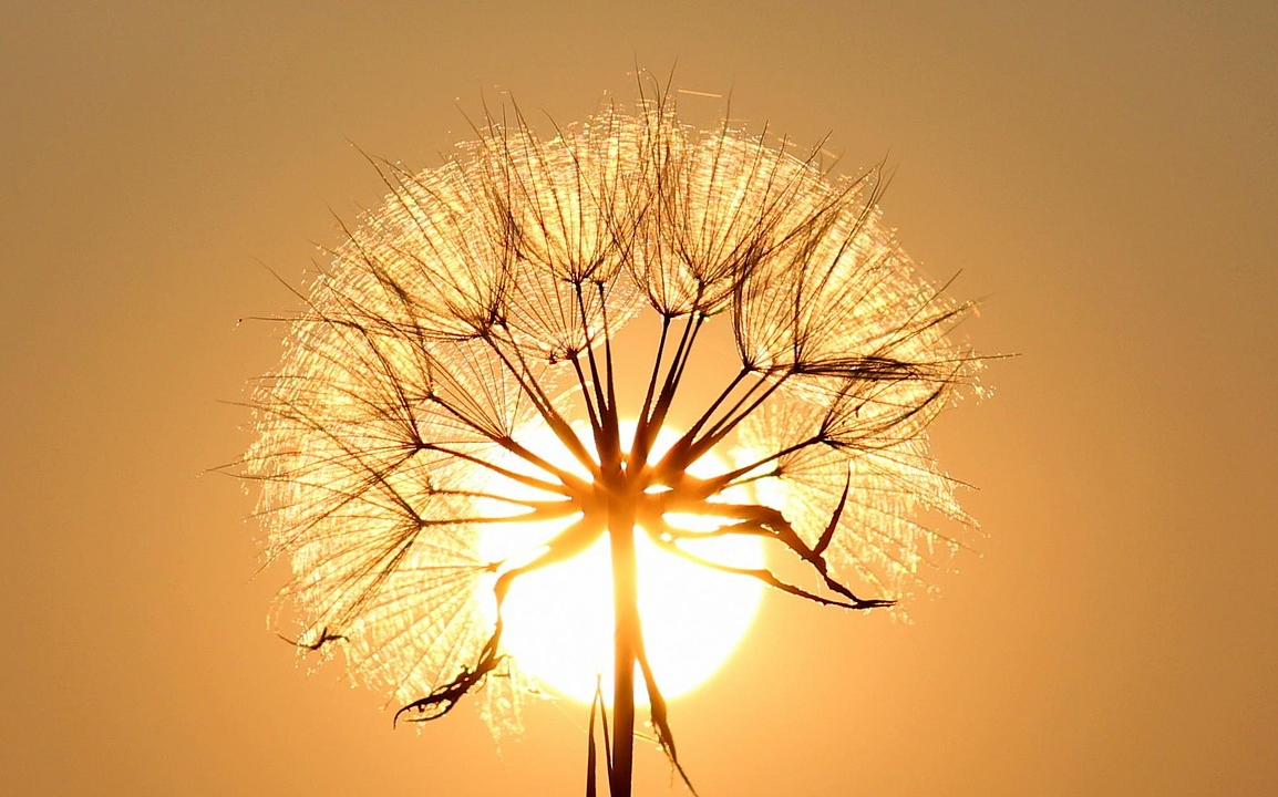A dandelion is eclipsing the sun.