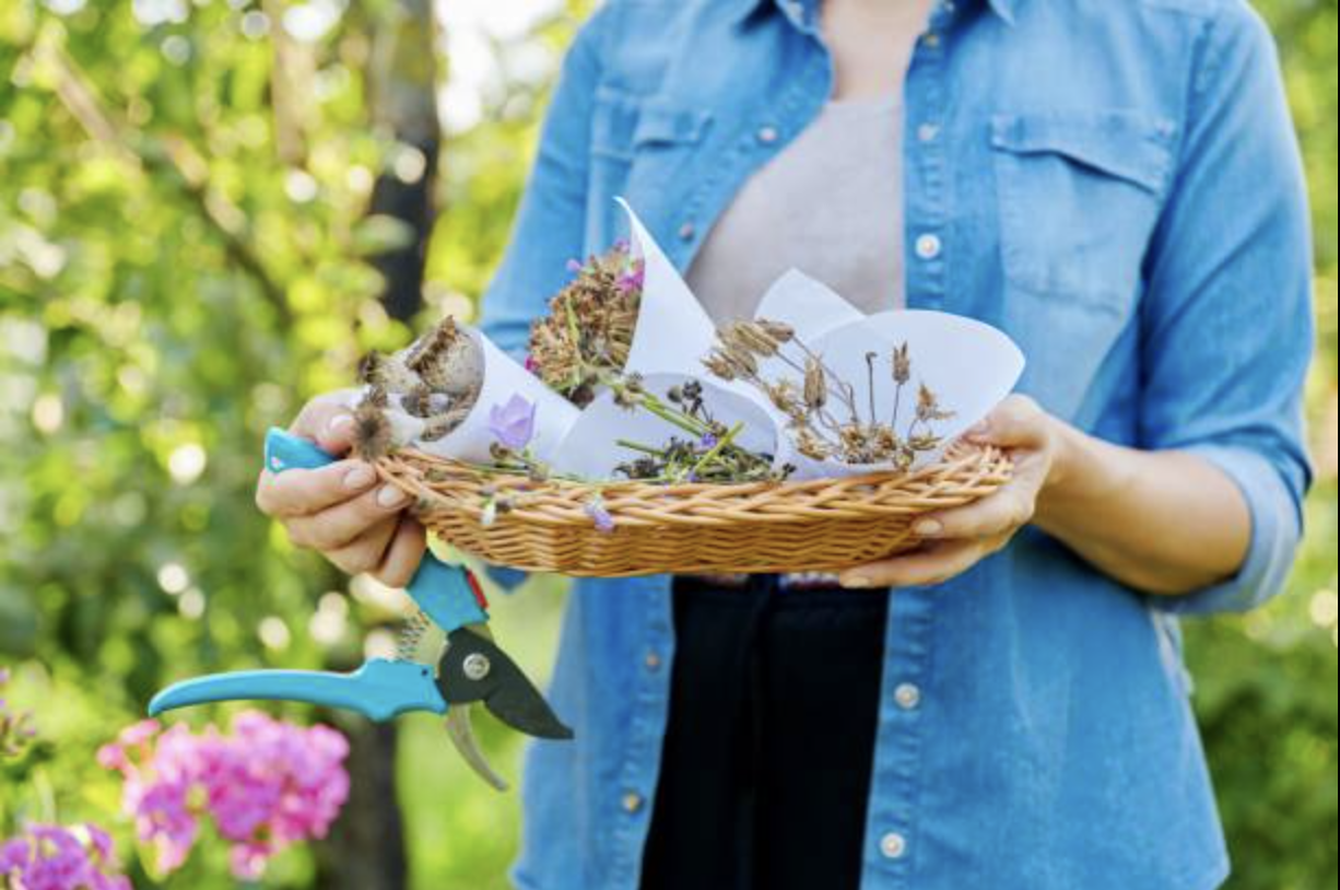 Woman holding a basket of seed clippings. She is standing in a garden.